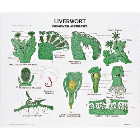 DENOYER-GEPPERT Charts/Posters, Liverwort Chart Mounted 1896-10